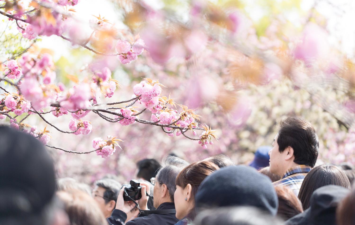 レジット！！花見により活動停止のお知らせ 4月1日(金) 